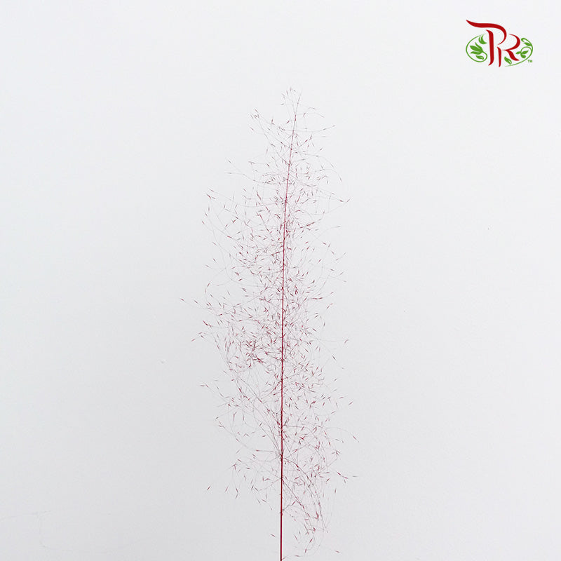 Preservative Asparagus Virgatus Red - Pudu Ria Florist Southern