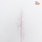 Preservative Asparagus Virgatus Red - Pudu Ria Florist Southern