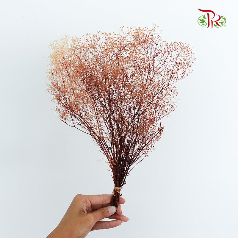 Preservative Baby Breath Mini Brown - Pudu Ria Florist Southern