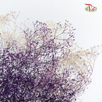 Preservative Baby Breath Mini Purple - Pudu Ria Florist Southern