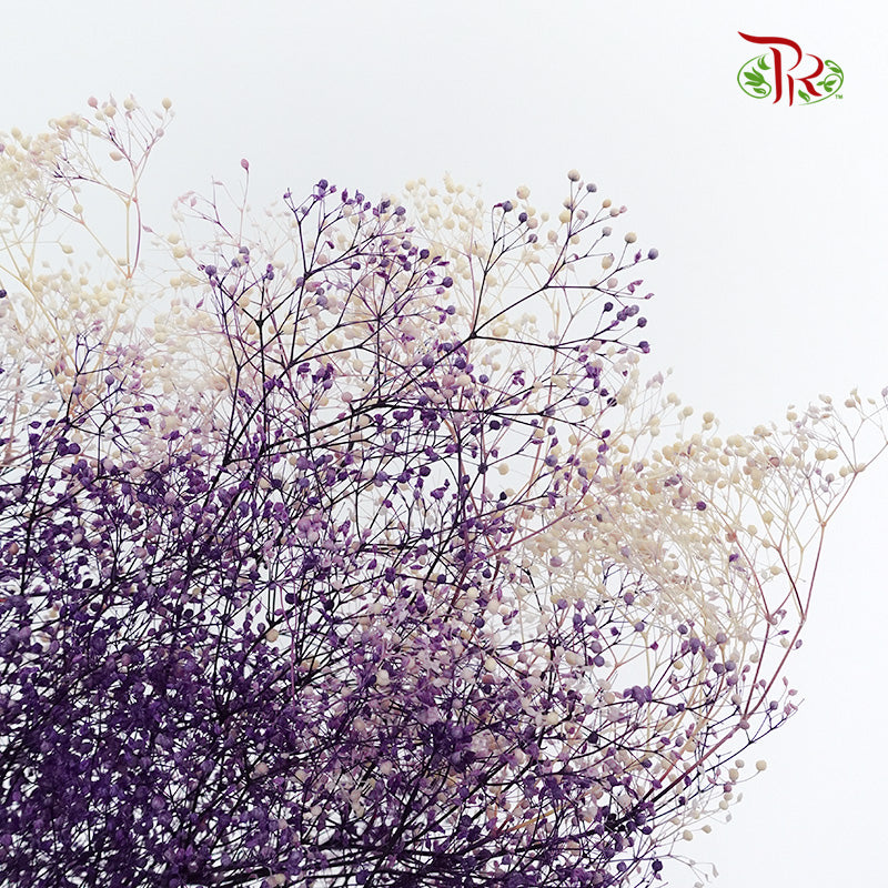 Preservative Baby Breath Mini Purple - Pudu Ria Florist Southern