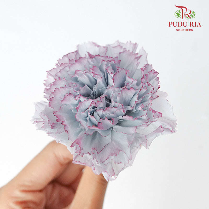 Preservative Carnation (8 Blooms) Grey And Purple - Pudu Ria Florist Southern