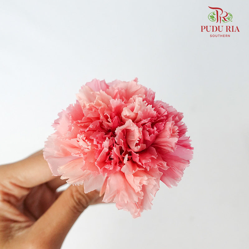 Preservative Carnation (8 Blooms) Peach - Pudu Ria Florist Southern