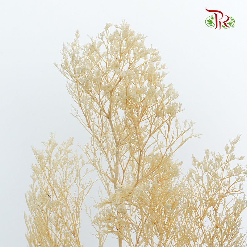 Preservative Caspia Natural - Pudu Ria Florist Southern