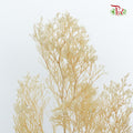 Preservative Caspia Natural - Pudu Ria Florist Southern