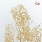 Preservative Caspia Natural - Pudu Ria Florist Southern