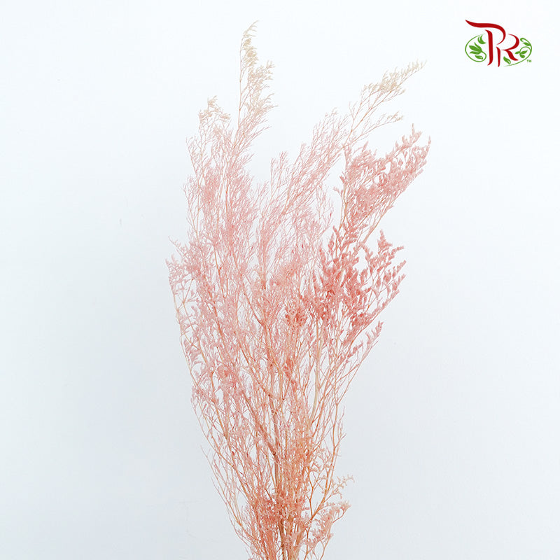 Preservative Caspia Pink - Pudu Ria Florist Southern