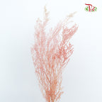Preservative Caspia Pink - Pudu Ria Florist Southern