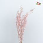 Preservative Caspia Pink - Pudu Ria Florist Southern