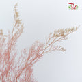 Preservative Caspia Pink - Pudu Ria Florist Southern