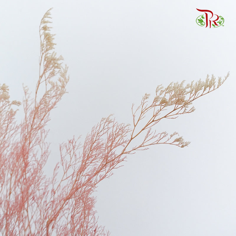 Preservative Caspia Pink - Pudu Ria Florist Southern