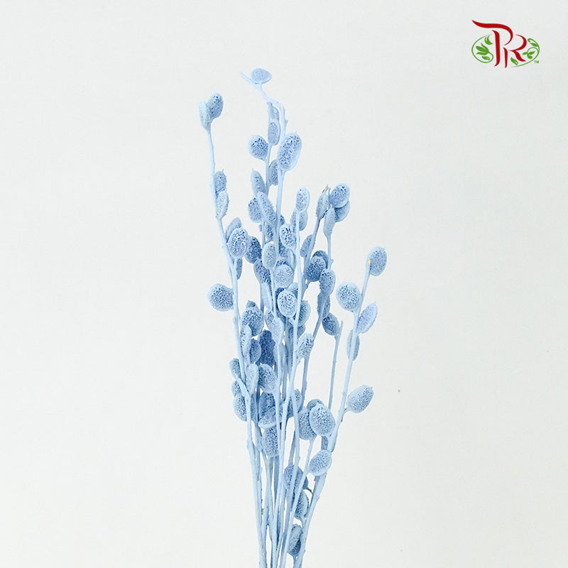 Preservative Fibigia (Light Blue)