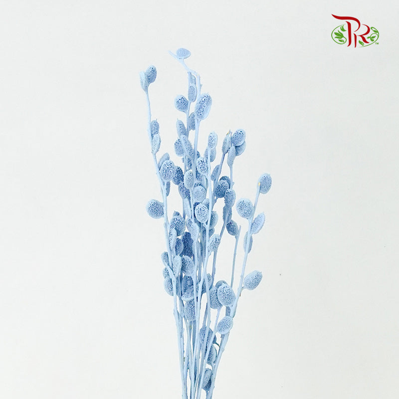 Preservative Fibigia (Light Blue) - Pudu Ria Florist Southern
