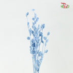 Preservative Fibigia (Light Blue) - Pudu Ria Florist Southern