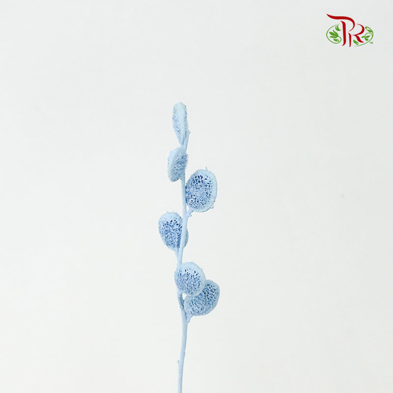 Preservative Fibigia (Light Blue) - Pudu Ria Florist Southern