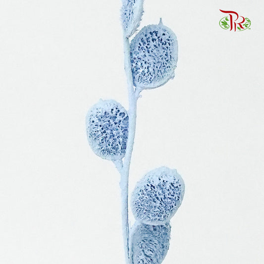 Preservative Fibigia (Light Blue) - Pudu Ria Florist Southern