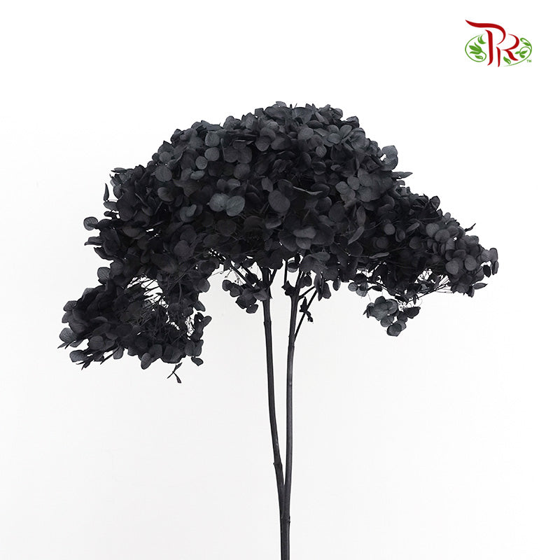 Preservative Hydrangea - Black / Per Stem - Pudu Ria Florist Southern