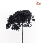 Preservative Hydrangea - Black / Per Stem - Pudu Ria Florist Southern