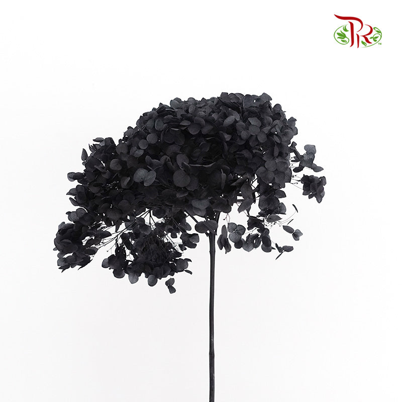 Preservative Hydrangea - Black / Per Stem - Pudu Ria Florist Southern