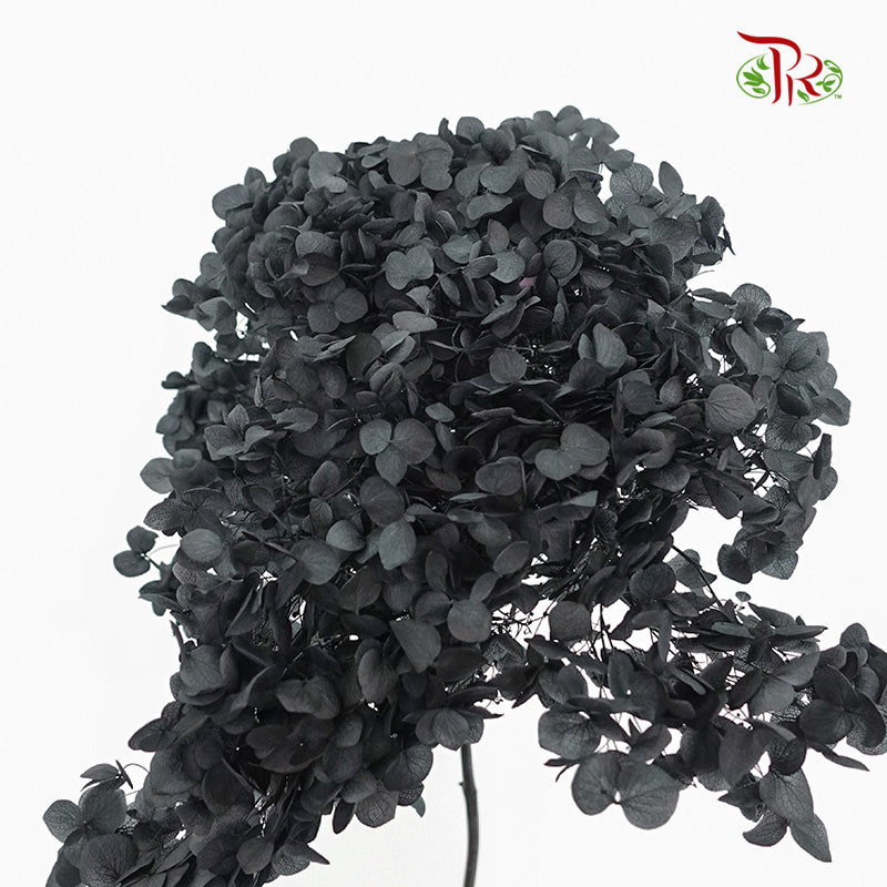Preservative Hydrangea - Black / Per Stem - Pudu Ria Florist Southern