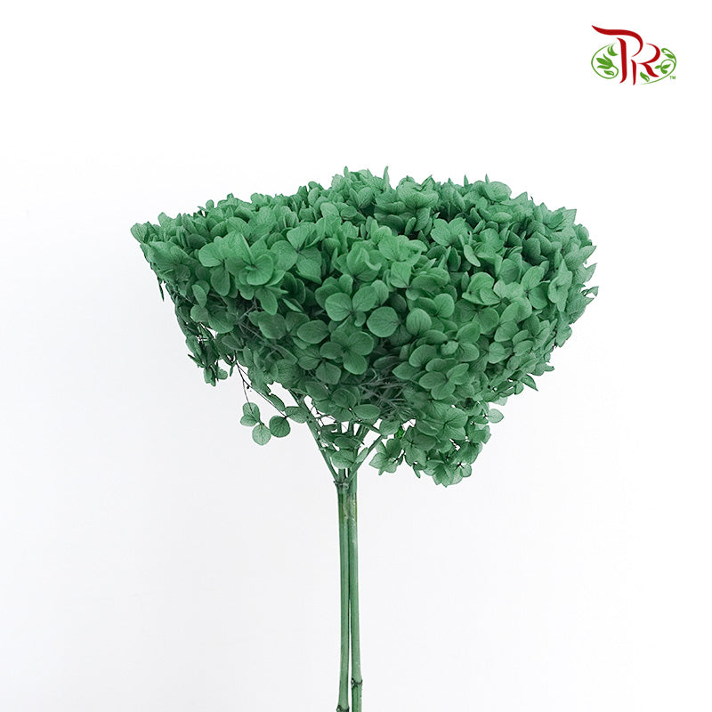 Preservative Hydrangea - Green / Per Stem - Pudu Ria Florist Southern