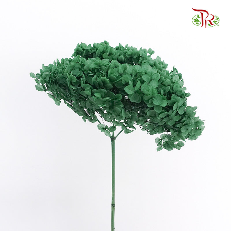 Preservative Hydrangea - Green / Per Stem - Pudu Ria Florist Southern