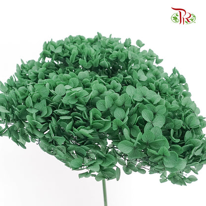 Preservative Hydrangea - Green / Per Stem - Pudu Ria Florist Southern