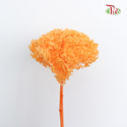 Preservative Hydrangea - Light Orange / Per Stem - Pudu Ria Florist Southern