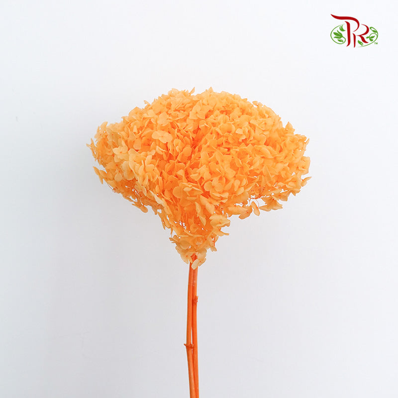 Preservative Hydrangea - Light Orange / Per Stem - Pudu Ria Florist Southern