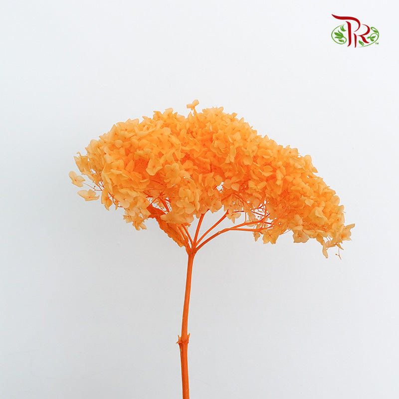 Preservative Hydrangea - Light Orange / Per Stem - Pudu Ria Florist Southern