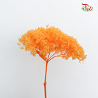 Preservative Hydrangea - Light Orange / Per Stem - Pudu Ria Florist Southern