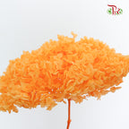 Preservative Hydrangea - Light Orange / Per Stem - Pudu Ria Florist Southern