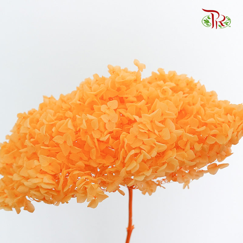 Preservative Hydrangea - Light Orange / Per Stem - Pudu Ria Florist Southern