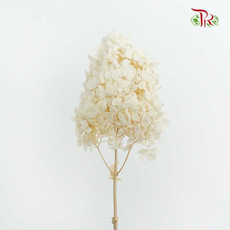 Preservative Hydrangea Peegee Cream - Pudu Ria Florist Southern