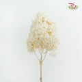 Preservative Hydrangea Peegee Cream - Pudu Ria Florist Southern
