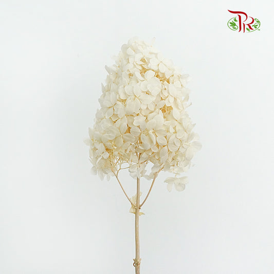 Preservative Hydrangea Peegee Cream - Pudu Ria Florist Southern