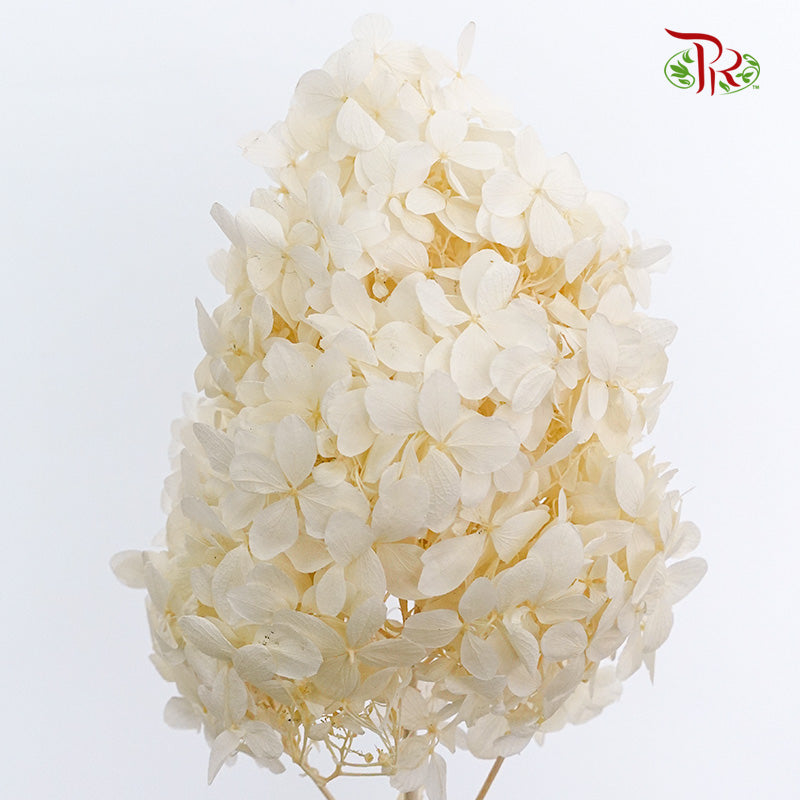 Preservative Hydrangea Peegee Cream - Pudu Ria Florist Southern