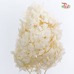 Preservative Hydrangea Peegee Cream - Pudu Ria Florist Southern