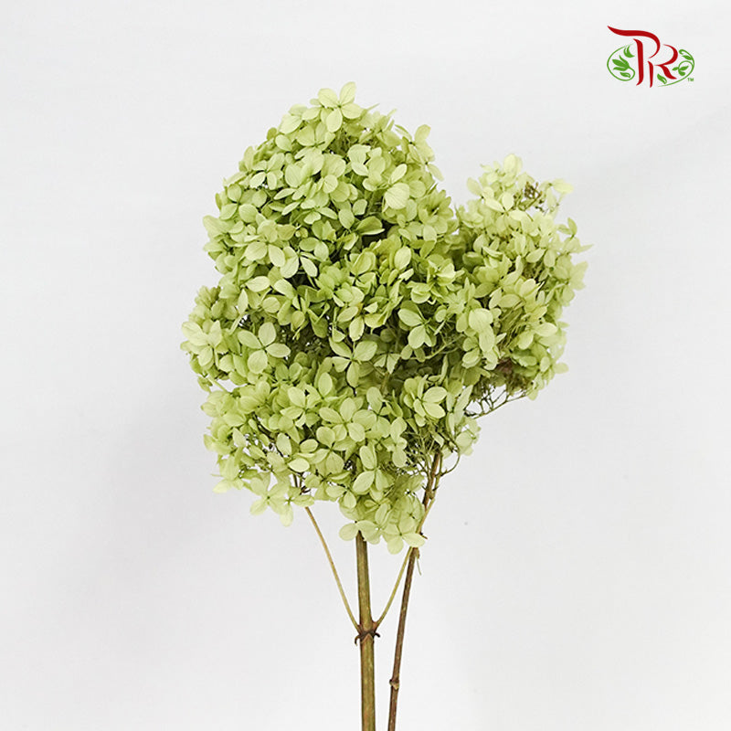 Preservative Hydrangea Peegee Olive Green - Pudu Ria Florist Southern
