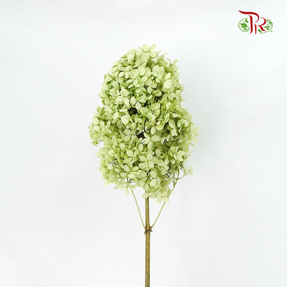 Preservative Hydrangea Peegee Olive Green - Pudu Ria Florist Southern