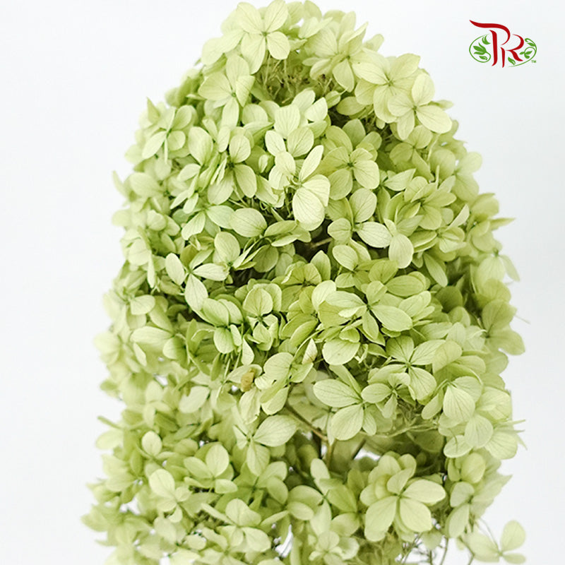 Preservative Hydrangea Peegee Olive Green - Pudu Ria Florist Southern