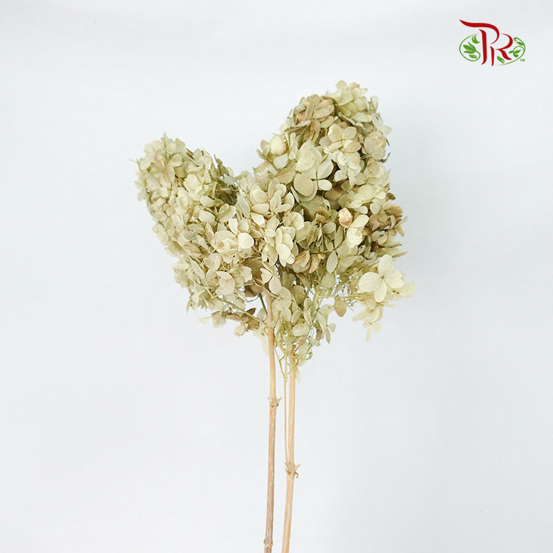 Preservative Hydrangea Peegee Pale Drab - Pudu Ria Florist Southern