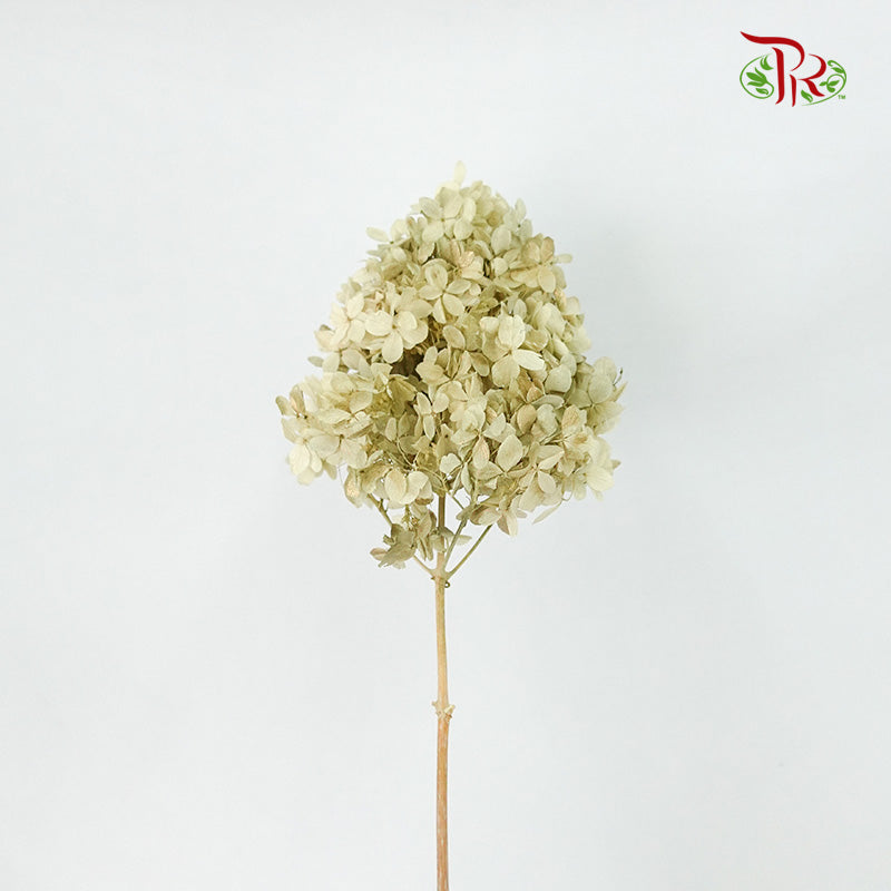 Preservative Hydrangea Peegee Pale Drab - Pudu Ria Florist Southern