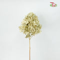 Preservative Hydrangea Peegee Pale Drab - Pudu Ria Florist Southern