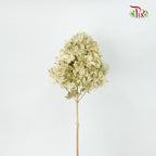 Preservative Hydrangea Peegee Pale Drab - Pudu Ria Florist Southern
