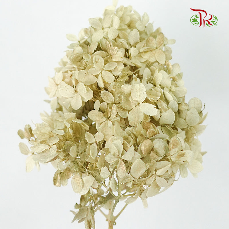 Preservative Hydrangea Peegee Pale Drab - Pudu Ria Florist Southern