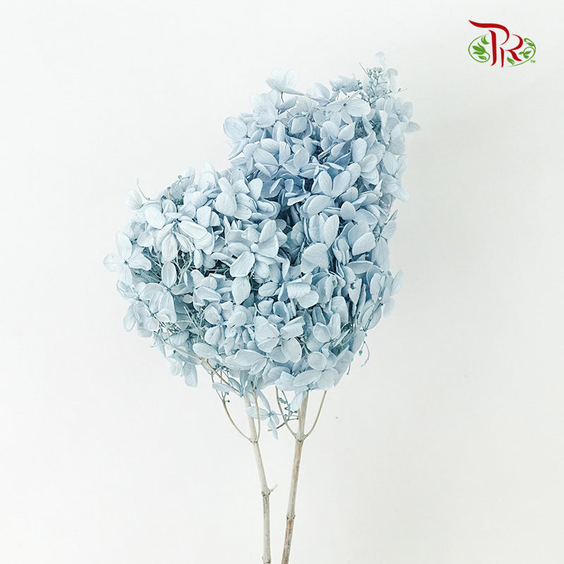 Preservative Hydrangea Peegee Blue - Pudu Ria Florist Southern