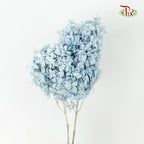 Preservative Hydrangea Peegee Blue - Pudu Ria Florist Southern