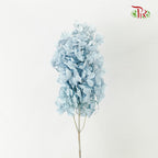 Preservative Hydrangea Peegee Blue - Pudu Ria Florist Southern