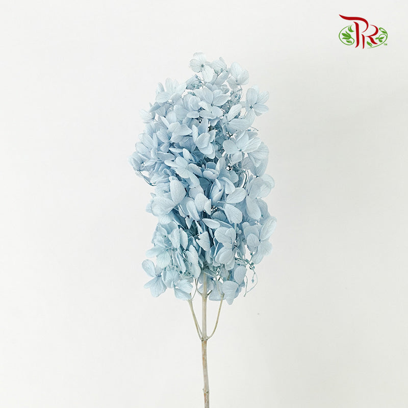 Preservative Hydrangea Peegee Blue - Pudu Ria Florist Southern